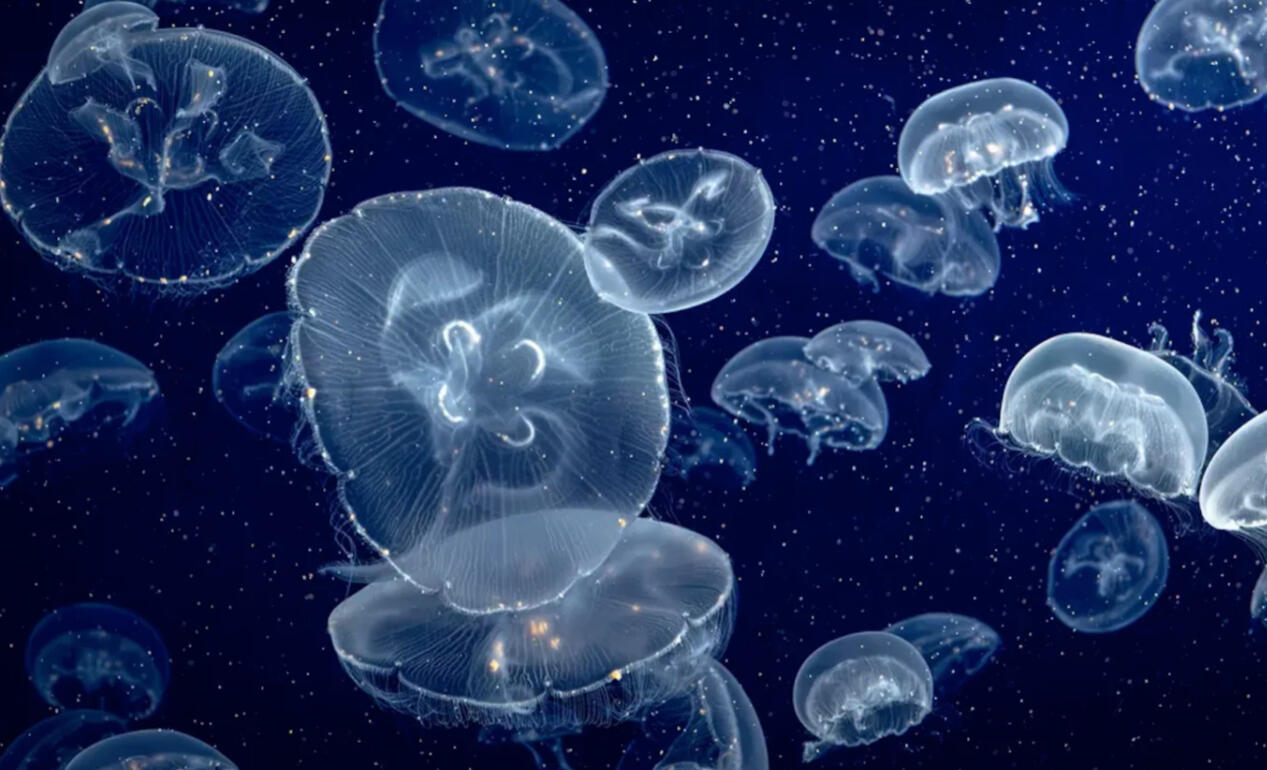 Moon Jellyfish