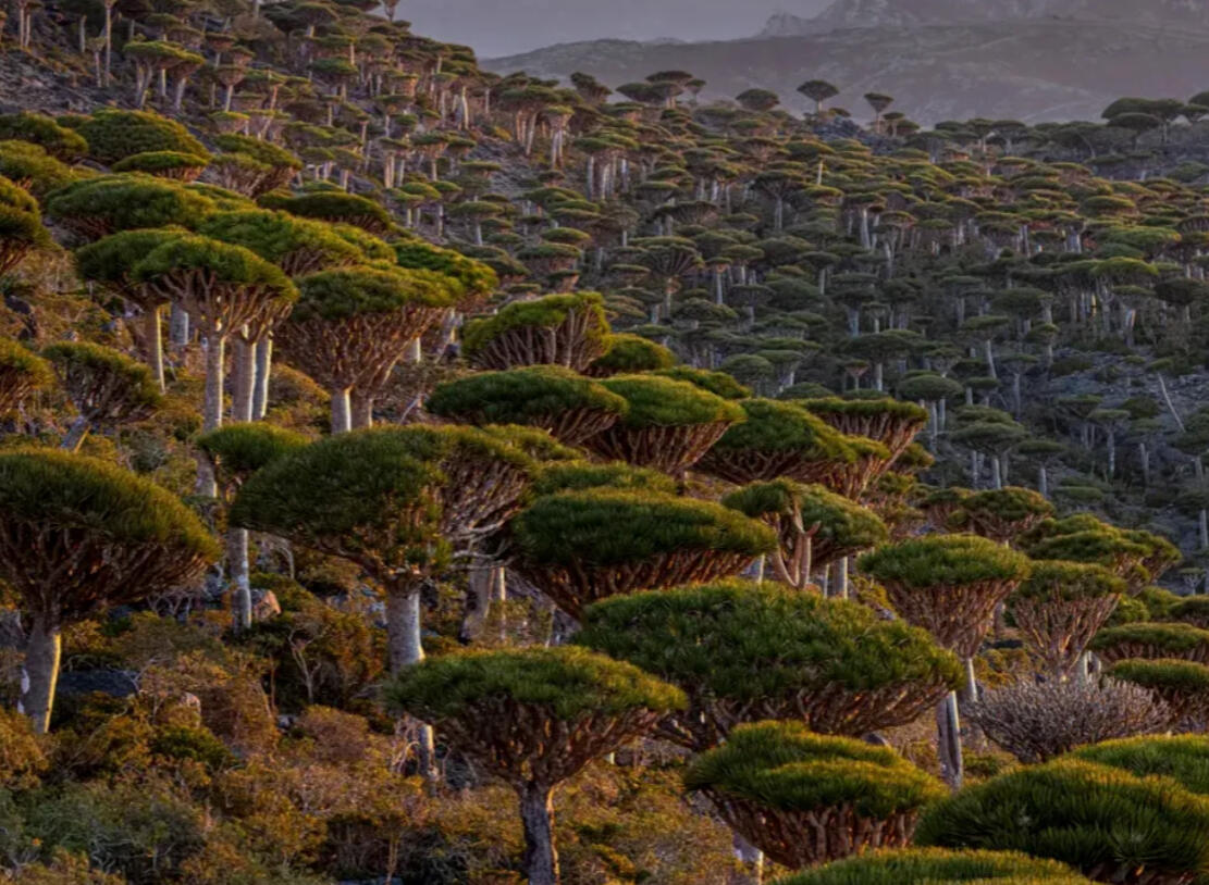 Dragon's Blood Trees